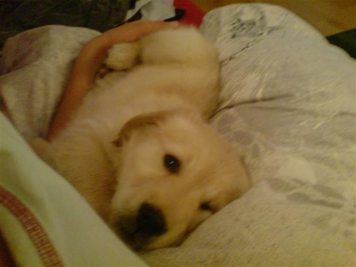 Golden retriever Nanna billede 6