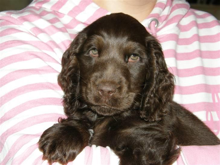 Cocker spaniel Joe - hej, jeg hedder Joe, og det her er min net profil, ja ja, man skal jo være med på moden!  billede 1