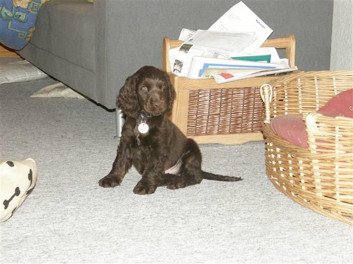 Cocker spaniel Joe - er jeg ikke bare en flot fyr!! billede 2
