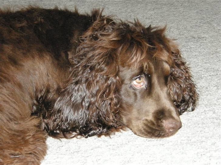 Cocker spaniel Joe - d.14-7-08 ... iiihhhh altså jeg bliver helt flov når du griner af mig mor, jeg kan jo ikke forstå det, jeg syntes jo selv jeg har sådan en flot frisure billede 3