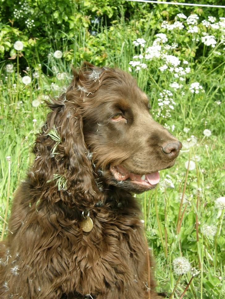 Cocker spaniel Joe - d 22 maj 2008! sikke et dejligt forår tænker joe billede 4