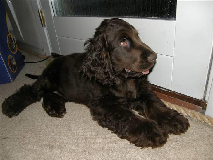 Cocker spaniel Joe - d. 23-2-08 Joe vikser og vokser! billede 5