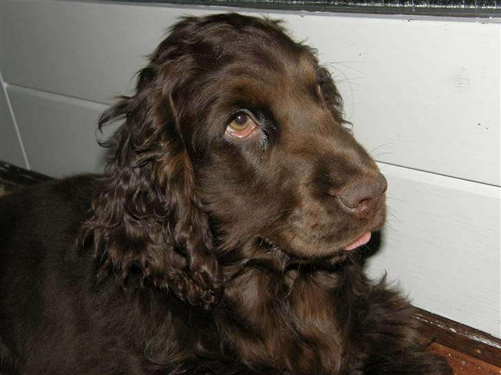 Cocker spaniel Joe - 23-2-08   Er jeg ikke bare skøn! billede 6