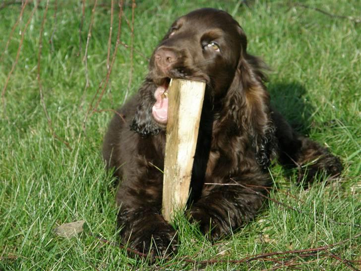 Cocker spaniel Joe billede 7