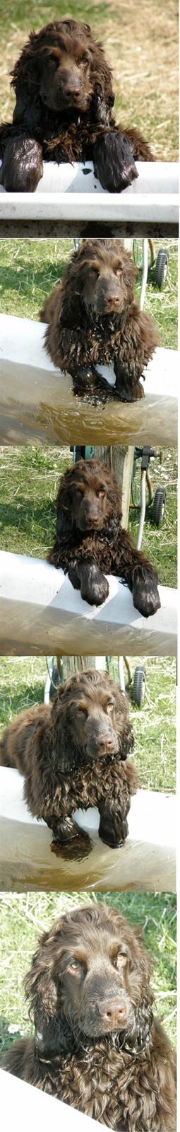 Cocker spaniel Joe - iiiihhh hvor er det varmt, jeg tager lige en tår af hestenes vandkar!! *24-4-08* billede 8