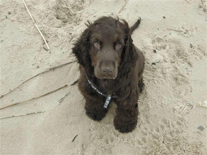 Cocker spaniel Joe - sand på næsen! hvor?  d.22-2-08 billede 9
