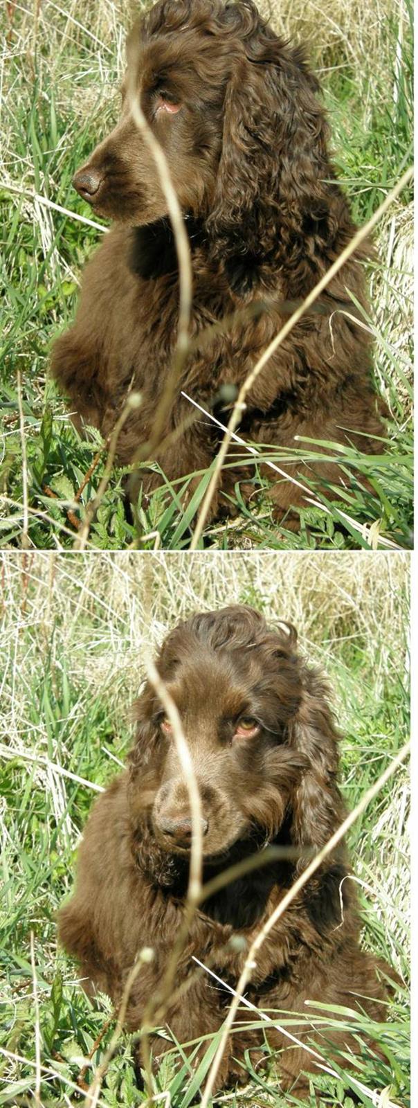 Cocker spaniel Joe - iiiihhh det er dejligt at foråret er kommet *24-4-08* billede 10