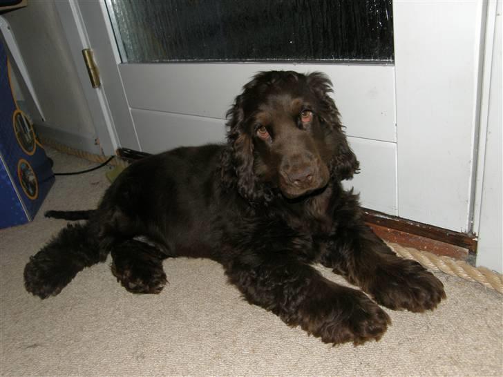 Cocker spaniel Joe - d. 23-2-08. se jeg er en rigtig fotomodel siger min mor! billede 11