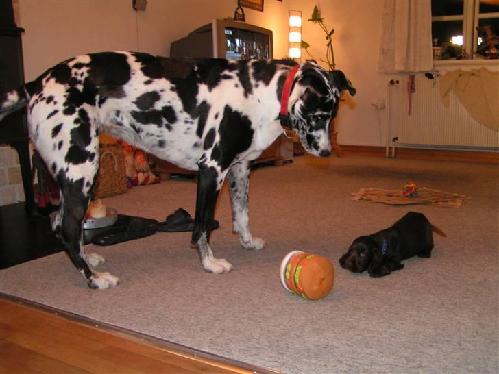 Cocker spaniel Joe - her er jeg sammen med min nye pap-storesøster, jeg vil så gerne låne hesndes lege-burger, men jeg må ikke rigtig, for så bliver hun sur! billede 12