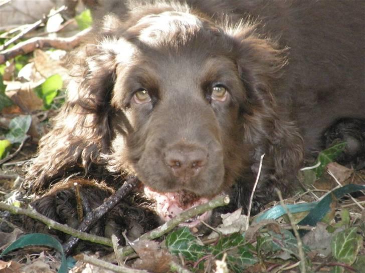 Cocker spaniel Joe billede 13