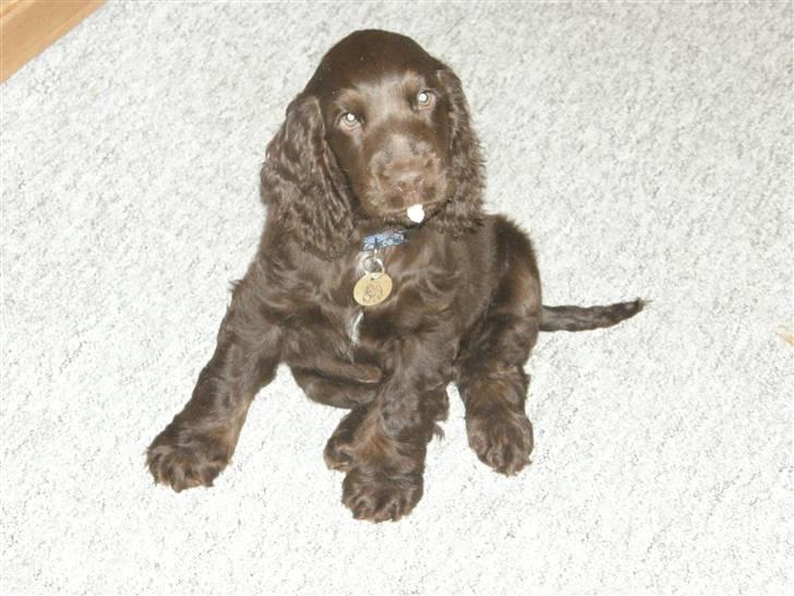 Cocker spaniel Joe billede 14