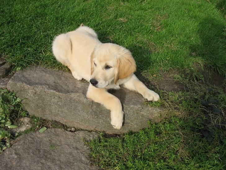 Golden retriever lapija's Frida  billede 9