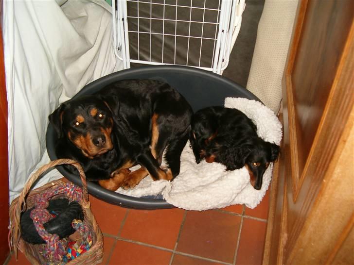 Gravhund Chicho - Mine 2 dejlige hunde Nellie & Chicho ! De plejer nu ikke være så gode venner :p billede 2