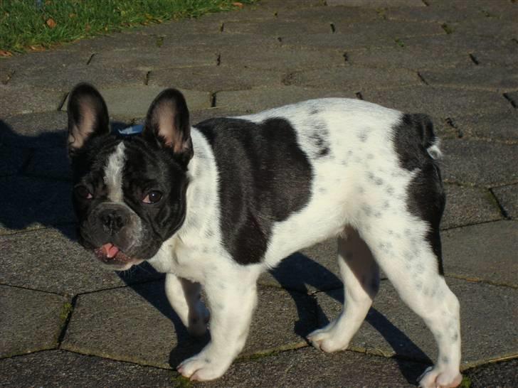 Fransk bulldog Ohio - Ohio, 6 måneder billede 18