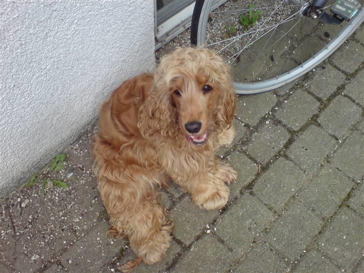 Cocker spaniel  Fie billede 11