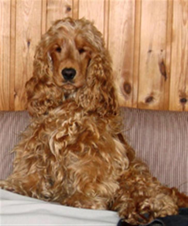 Cocker spaniel  Fie billede 12