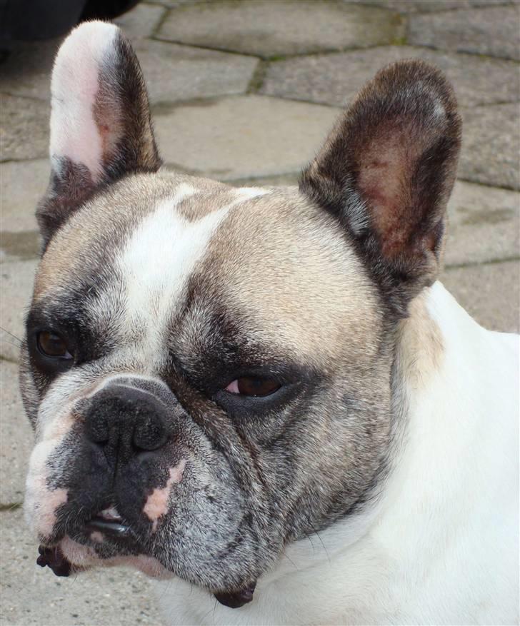 Fransk bulldog Oliver-Fawn De Los Tarant - Oliver billede 15