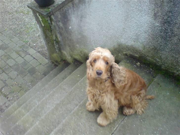 Cocker spaniel  Fie billede 15