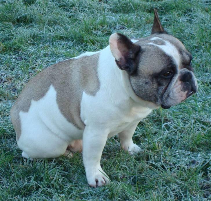 Fransk bulldog Oliver-Fawn De Los Tarant - Oliver syntes der er lidt koldt i Danmark :-) billede 17