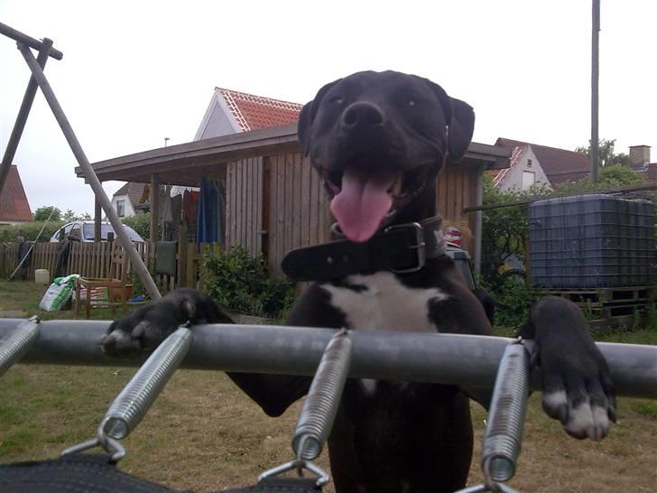 Amerikansk staffordshire terrier Chico billede 7