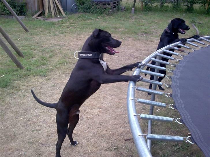 Amerikansk staffordshire terrier Chico billede 8