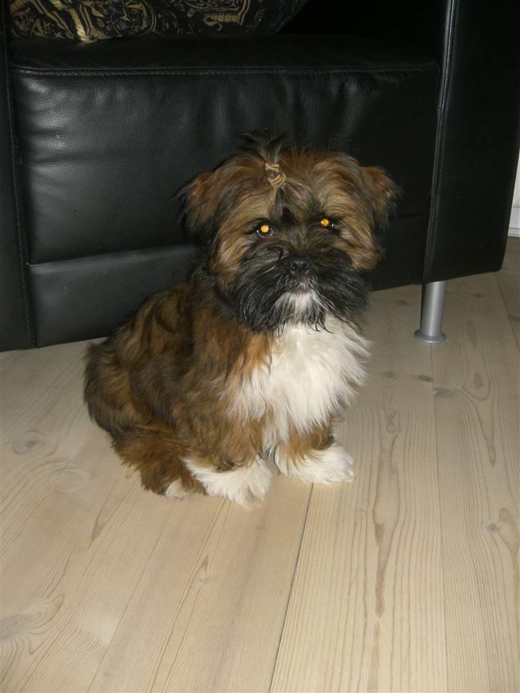 Lhasa apso Otto Fabricius Leisner billede 11