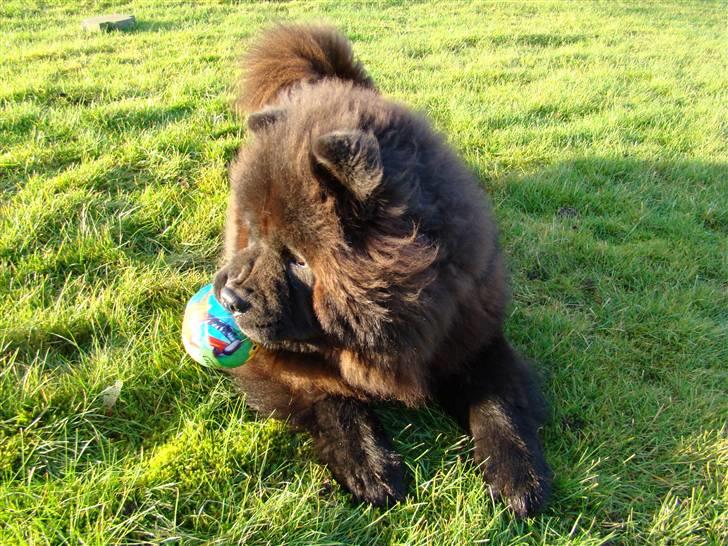 Chow chow Frida - Uuuhhmmm bold :-) billede 14