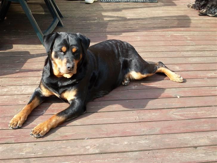 Rottweiler Nellie (død) - Hej & Velkommen til Nellie´s profil : ) billede 1