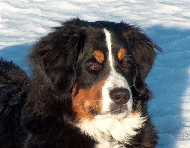 Berner sennenhund Malou billede 1