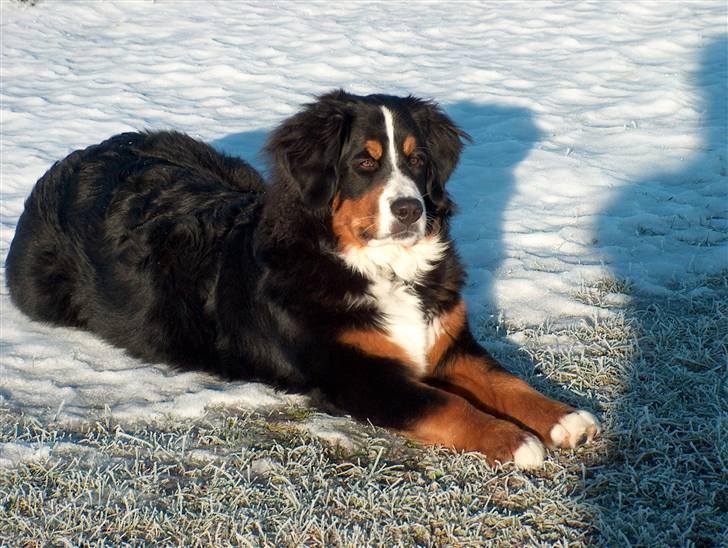 Berner sennenhund Malou billede 2