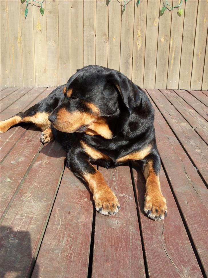 Rottweiler Nellie (død) billede 2