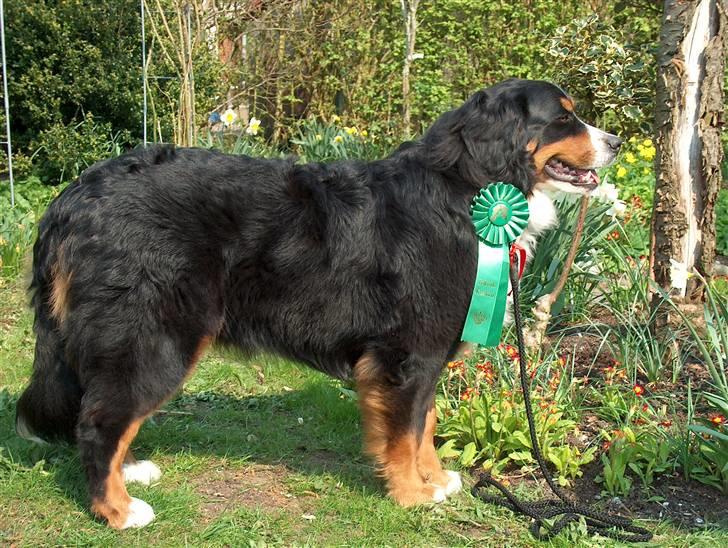 Berner sennenhund Malou billede 3