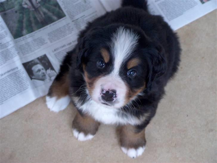 Berner sennenhund Malou - Jeg prøvet at ramme avisen billede 4