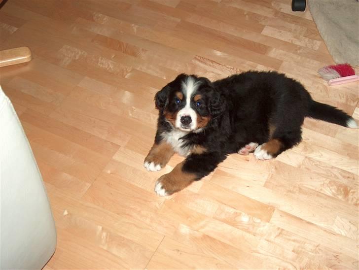 Berner sennenhund Malou billede 5