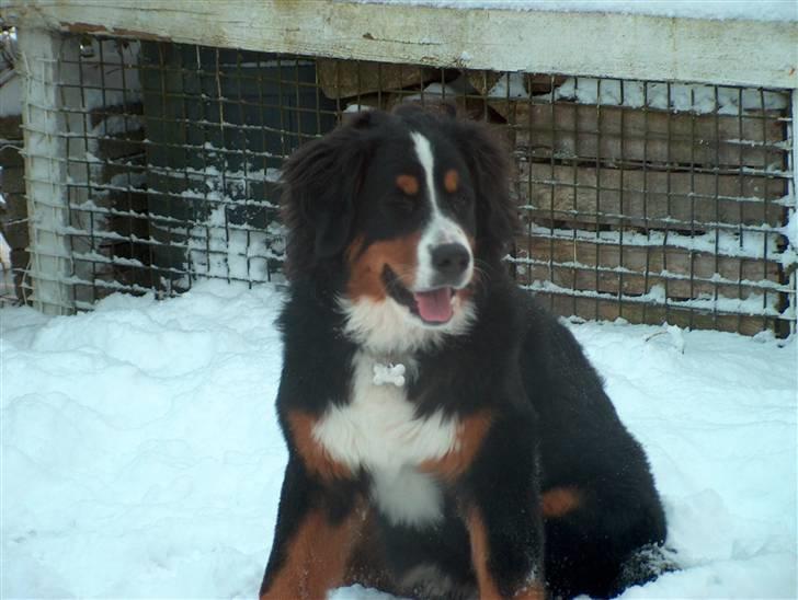 Berner sennenhund Malou billede 6