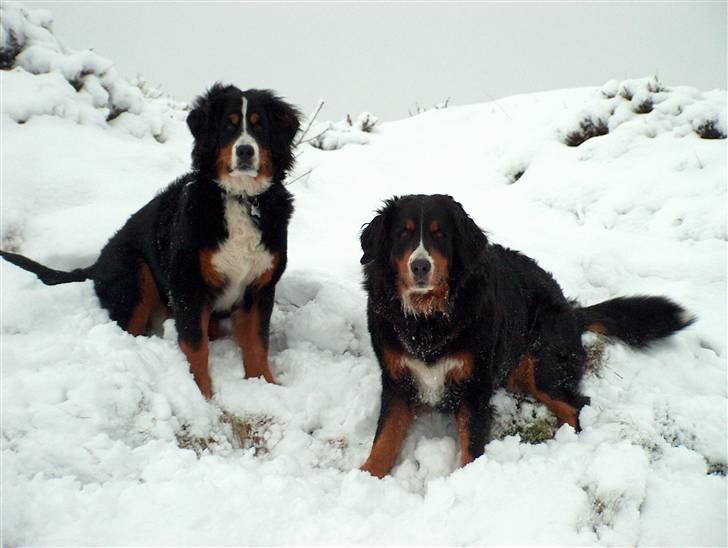 Berner sennenhund Malou - Skal vi tage på skiferie billede 7