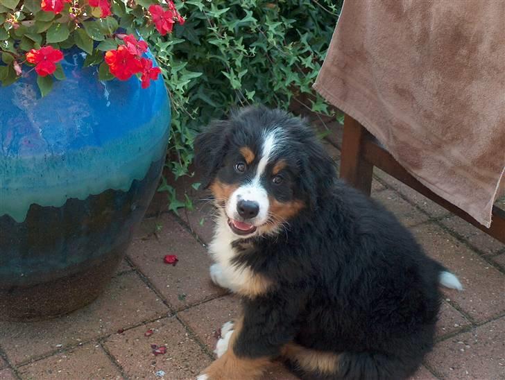 Berner sennenhund Malou - Jeg spiser ikke blomster billede 8