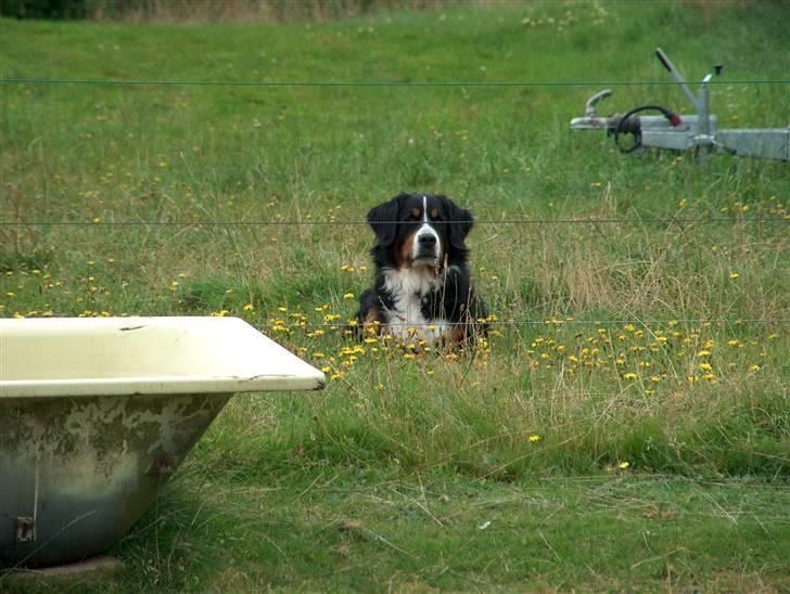 Berner sennenhund Malou - Jeg passer på vores heste billede 9