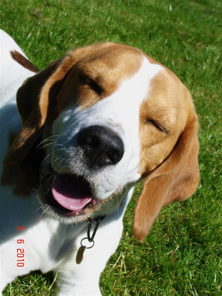 Beagle Mads / Fairytosh Mc. Cafferty - Smil til verden og den smiler til dig :) <3 - 03.06.10 billede 10