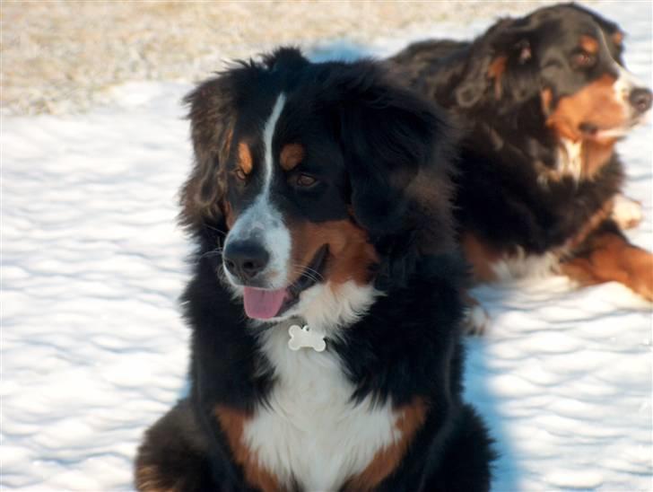 Berner sennenhund Malou billede 10