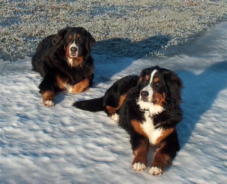 Berner sennenhund Malou - Malou og hendes mor Fenja billede 11