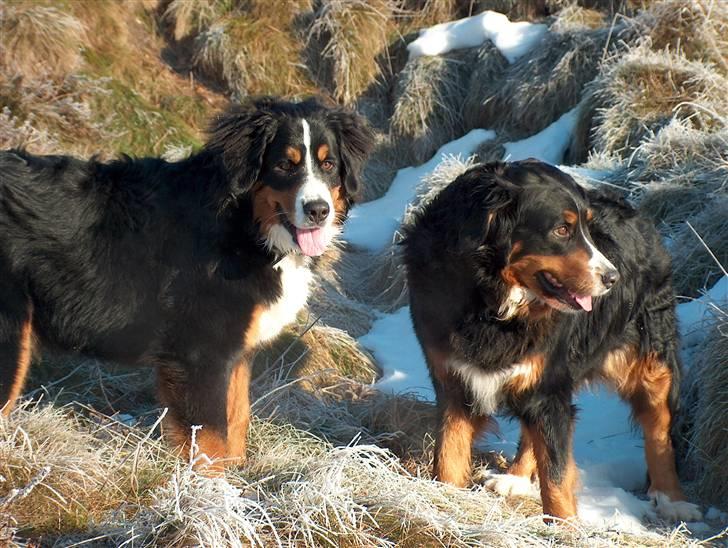 Berner sennenhund Malou - Malou og Fenja billede 12