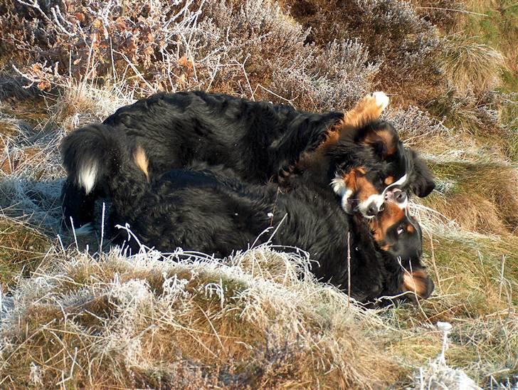 Berner sennenhund Malou - Mon jeg kan klare min mor? billede 13
