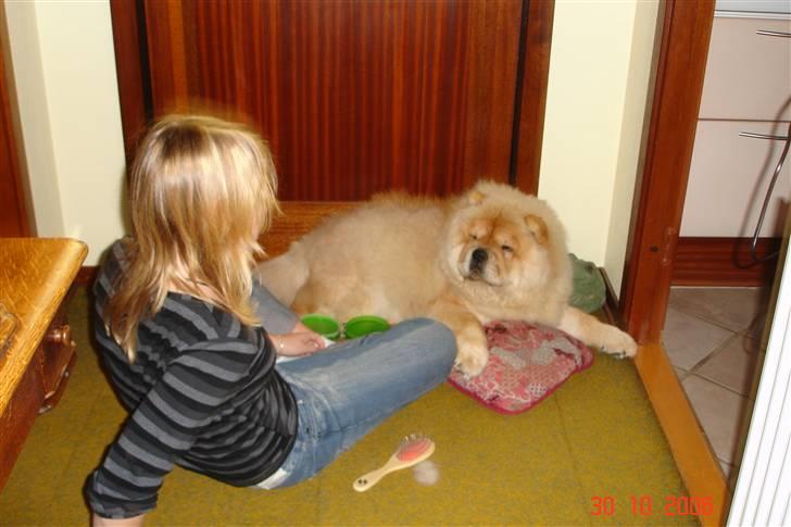 Chow chow Sikka / Rossy Spirit - Hvordan har din dag været Anna?? (tror jeg hun spørger) billede 8