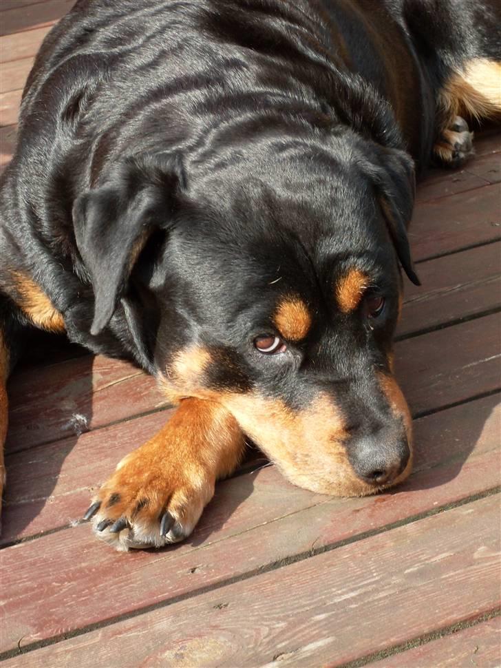 Rottweiler Nellie (død) billede 3