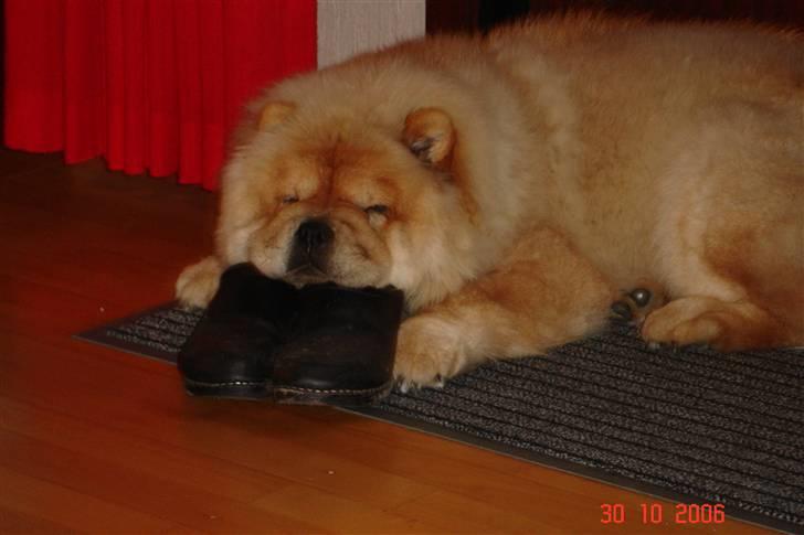 Chow chow Sikka / Rossy Spirit - Man ligger godt, når man kan ånde ind og ud i mors træsko! :p billede 9