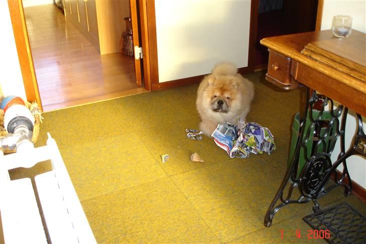 Chow chow Sikka / Rossy Spirit - Øhm, ups, opdaget ! billede 10