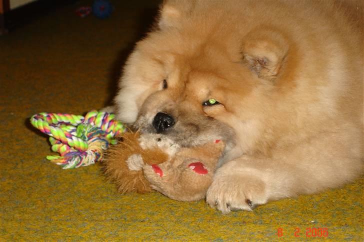 Chow chow Sikka / Rossy Spirit - Det er KUN MIN bamse ! :) billede 11