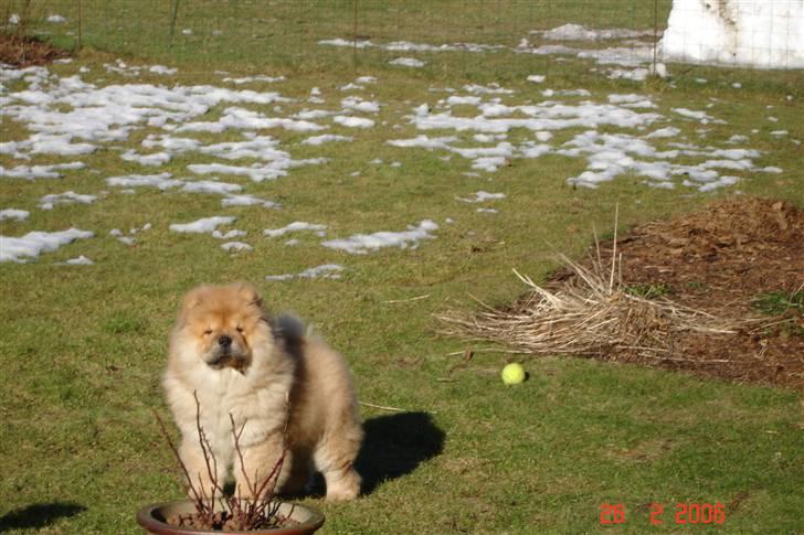 Chow chow Sikka / Rossy Spirit - Hov :) - 26.02.06 billede 12