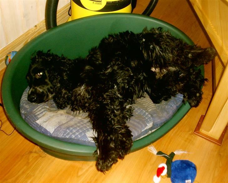 Cocker spaniel Bonnie (død 4 maj 2008)  - Jeg ønsker mig en større seng billede 11